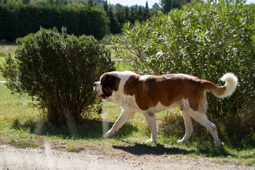 ホテル レ レジデンス デ メティフィオー Saint-Rémy-de-Provence エクステリア 写真